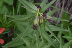 Fritillaria camschatcensis