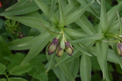 Fritillaria camschatcensis