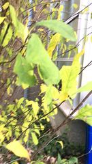 Oemleria cerasiformis