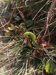 Ranunculus altaicus