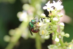 Augochloropsis ignita