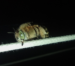 Amegilla garrula