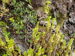 Fernandezia crystallina