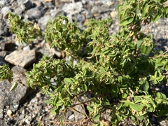 Croton monanthogynus