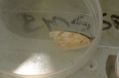 Pontia occidentalis