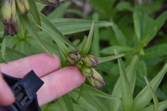 Fritillaria camschatcensis