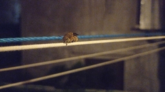 Amegilla garrula