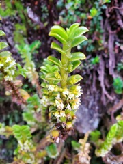 Fernandezia crystallina