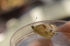 Pontia occidentalis
