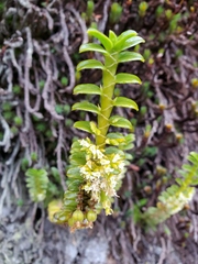 Fernandezia crystallina