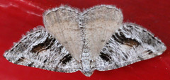 Macaria colata