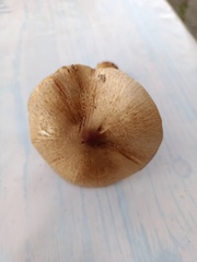Lepiota ochraceofulva