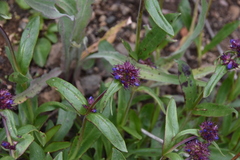 Penstemon procerus tolmiei