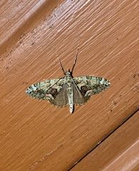 Chloroclysta siterata