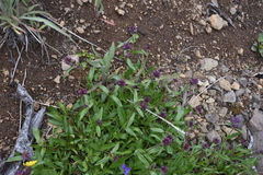 Penstemon procerus tolmiei