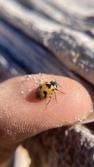 Hippodamia caseyi