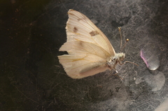 Pontia occidentalis