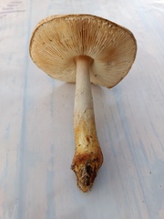 Lepiota ochraceofulva