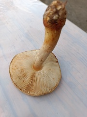 Lepiota ochraceofulva