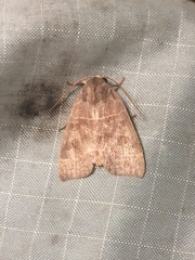 Eriopygini