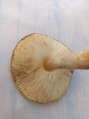 Lepiota ochraceofulva