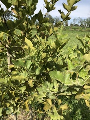 Platanus