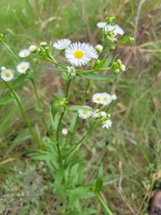 Erigeron annuus