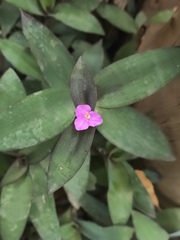 Tradescantia pallida