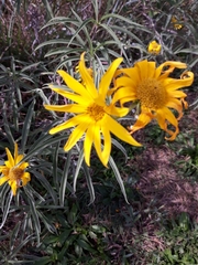 Helianthus maximiliani