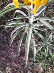 Helianthus maximiliani