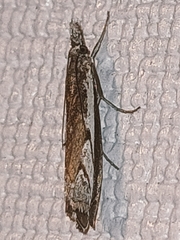 Platytes alpinella