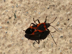 Lygaeus kalmii kalmii