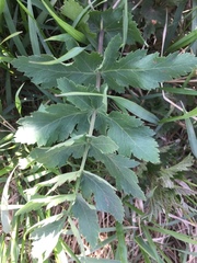 Pastinaca sativa sativa