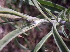 Helianthus maximiliani