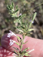 Hedeoma reverchonii