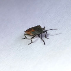 Melanopleurus inflatus