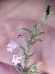 Hedeoma reverchonii