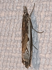 Platytes alpinella