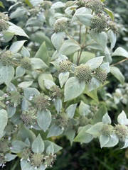 Pycnanthemum muticum