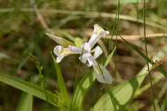 Iris missouriensis