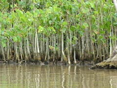 Montrichardia arborescens