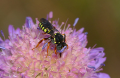 Nomada flavopicta