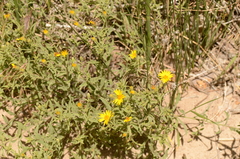 Heterotheca hirsutissima