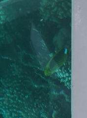 Chaetodon fasciatus