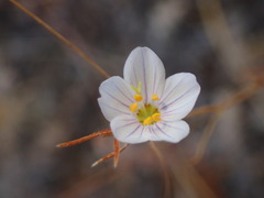 Leptosiphon liniflorus