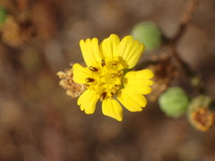 Deinandra paniculata