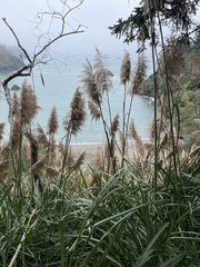Cortaderia