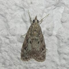 Eudonia truncicolella