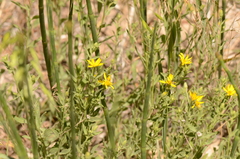 Heterotheca hirsutissima