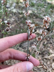 Eriogonum wrightii membranaceum